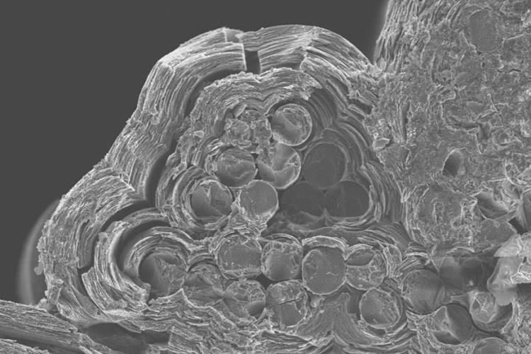 SEM image of a section of a C/C composite. Source: ENEA